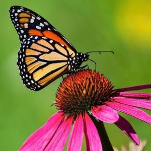 Trade for Grace 💕